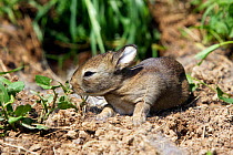 European Rabbit (Oryctolagus cuniculus) kit age 12 days, Haute Saone, France, May.