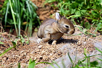 European rabbit (Oryctolagus cuniculus), kit age 12 days, Haute Saone, France, May.