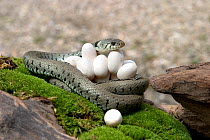 Grass snake (Natrix natrix) coiled round eggs, Alsace, France, July.