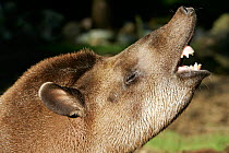 South American tapir (Tapirus terrestris) close up of the head, showing the teeth during flehmen response. Captive at zoo.