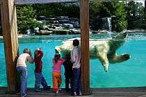 Polar bear (Ursus maritimus),children looking at the polar bear swimming. Captive in zoo.