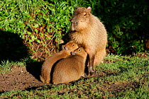 Capybara (Hydrochaeris hydrochaeris), mother nursing two babies, Pantanal, Brazil.