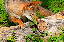 Coyote (Canis latrans) adult with cub age 5 weeks,  USA. Captive.