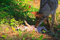 Coyote (Canis latrans) adult with cub age 5 weeks, captive, USA.