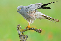 Montagu's harrier (Circus pygargus), adult male on branch, Caceres, Extremadura, Spain, May.