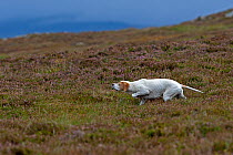 Pointer (Canis lupus familiaris) pointing on moorland, Scotland, UK. September.