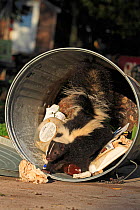 Striped skunk (Mephitis mephitis) in garbage can, captive, USA, September.