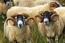 Black face sheep (Ovis aries), rams, Argyll county, Ardnamurchan, Scotland, UK, August.