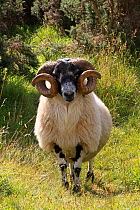 Black face sheep (Ovis aries), ram, Argyll county, Ardnamurchan, Scotlland .