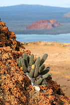 Lava cactus (Brachycereus nesioticus), Bartolome Island, Galapagos Islands.