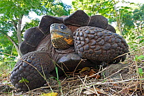 Galapagos giant tortoise (Geochelone nigra porteri), Cerro El Chato, Santa Cruz Island, Galapagos Islands