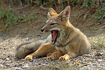 South American grey fox (Dusicyon griseus), resting and yawning, Punta Norte, Peninsula Valdes, Argentina