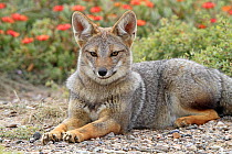 South American grey fox (Dusicyon griseus), resting, Punta Norte, Peninsula Valdes,Argentina