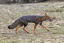 South American grey fox (Dusicyon griseus), walking, Punta Norte, Peninsula Valdes, Argentina.