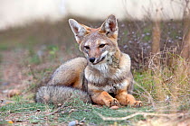 South American grey fox (Dusicyon griseus), resting, Punta Norte, Peninsula Valdes, Argentina.
