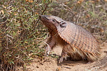 Hairy armadillo (Chaetophractus villosus), Punta Norte, Peninsula Valdes, Argentina.