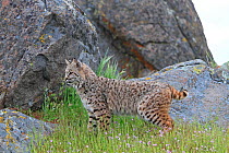 Bobcat (Lynx rufus), profile, USA. Captive.