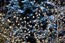 Brambling (Fringilla montifringilla) massive flock perched in trees, Germany, March.