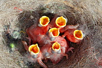 Nest of Great Tit (Parus major) with six chicks gaping begging to be fed, Alsace, France