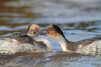 Silver grebe (Podoceps occipitalis) pair with chicks, male  feeding the young, Sea Lion Island, Falkland Islands