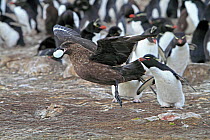 Falkland skua (Catharacta antarctica), adult predating an egg in a colony of White bellied shag (Leucocarbo atriceps albiventer) on Pebble  Island, Falkland Islands