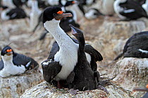 White bellied shag (Leucocarbo atriceps albiventer), chick begging food from its parent, in nesting colony on Pebble island, Falkland islands