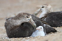 Southern giant-petrel (Macronectes giganteus), adult at the nest with a chick, Pebble island, Falkland Islands