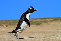 Rockhopper penguin (Eudyptes chrysocome chrysocome), coming back from he sea to the colony, Pebble Island, Falkland Islands