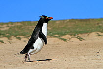 Rockhopper penguin (Eudyptes chrysocome chrysocome) hopping as it returns to its colony from the sea,  Pebble Island, Falkland Islands