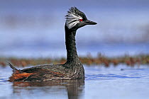 White-tufted grebe (Podiceps rolland rolland) on water near its  nest, Pebble Island, Falkland Islands