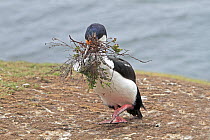 White bellied shag (Leucocarbo atriceps albiventer), returning from the sea with nesting material,  Pebble island, Falkland islands