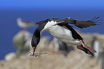 White bellied shag (Leucocarbo atriceps albiventer) in flight over nesting colony  on Pebble island, Falkland islands