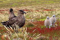 Falkland skua (Catharacta antarctica), adults with chicks, Pebble Island, Falkland islands