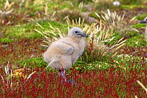 Falkland Skua (Catharacta antarctica), chick walking around the nest, Pebble Island, Falkland islands