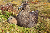Falkland skua (Catharacta antarctica), adult with chick, Pebble Island, Falkland islands