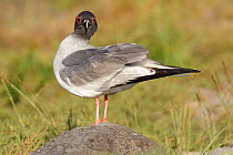 Swallow tailed gull (Larus / Creagrus ) furcatus), Seymour Island. Galapagos Islands .