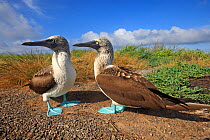 Blue footed booby (Sula nebouxii), courtship ritual, Seymour Island, Galapagos Islands .