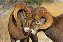 Rocky mountain bighorn sheep (Ovis canadensis canadensis) two  males head to head during breeding season, Jasper National Park, Canada