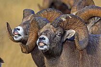 Rocky mountain bighorn sheep (Ovis canadensis canadensis) males in breeding season  exhibiting  flehmen response  to scent for females on heat,  Jasper National Park, Canada