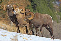 Rocky mountain bighorn sheep (Ovis canadensis canadensis) males in breeding season exhibiting flehmen response, Jasper National Park, Canada