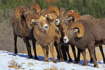 Rocky mountain bighorn sheep (Ovis canadensis canadensis) group of males in breeding season, Jasper National Park, Canada