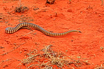 Woma python (Aspidites ramsayi), on ground,  Alice Springs, Northern territory, Australia