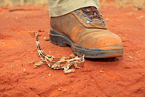 Thorny Devil (Moloch horridus) next to human shoe, Alice Springs, Northern territory, Australia