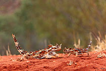 Thorny devil (Moloch horridus)  Alice Springs, Northern territory, Australia