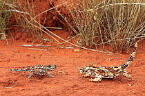 Two Thorny devils (Moloch horridus)  Alice Springs, Northern territory, Australia