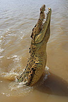 Saltwater crocodile (Crocodylus porosus) lunging out of water for food, Kakadu, Northern territory, Australia