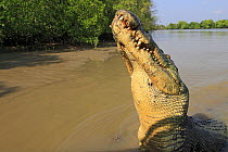 Saltwater crocodile or estuarine crocodile (Crocodylus porosus) attracted with food, Kakadu, Northern territory, Australia