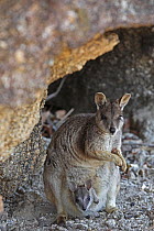 Mareeba rock wallaby (Petrogale marreba) with baby, Queensland, Australia