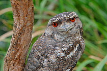 Papuan frogmouth  (Podargus papuensis), by day, Queensland, Australia
