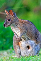 Red-necked pademelon  (Thylogale thetis) female, Queensland, Australia